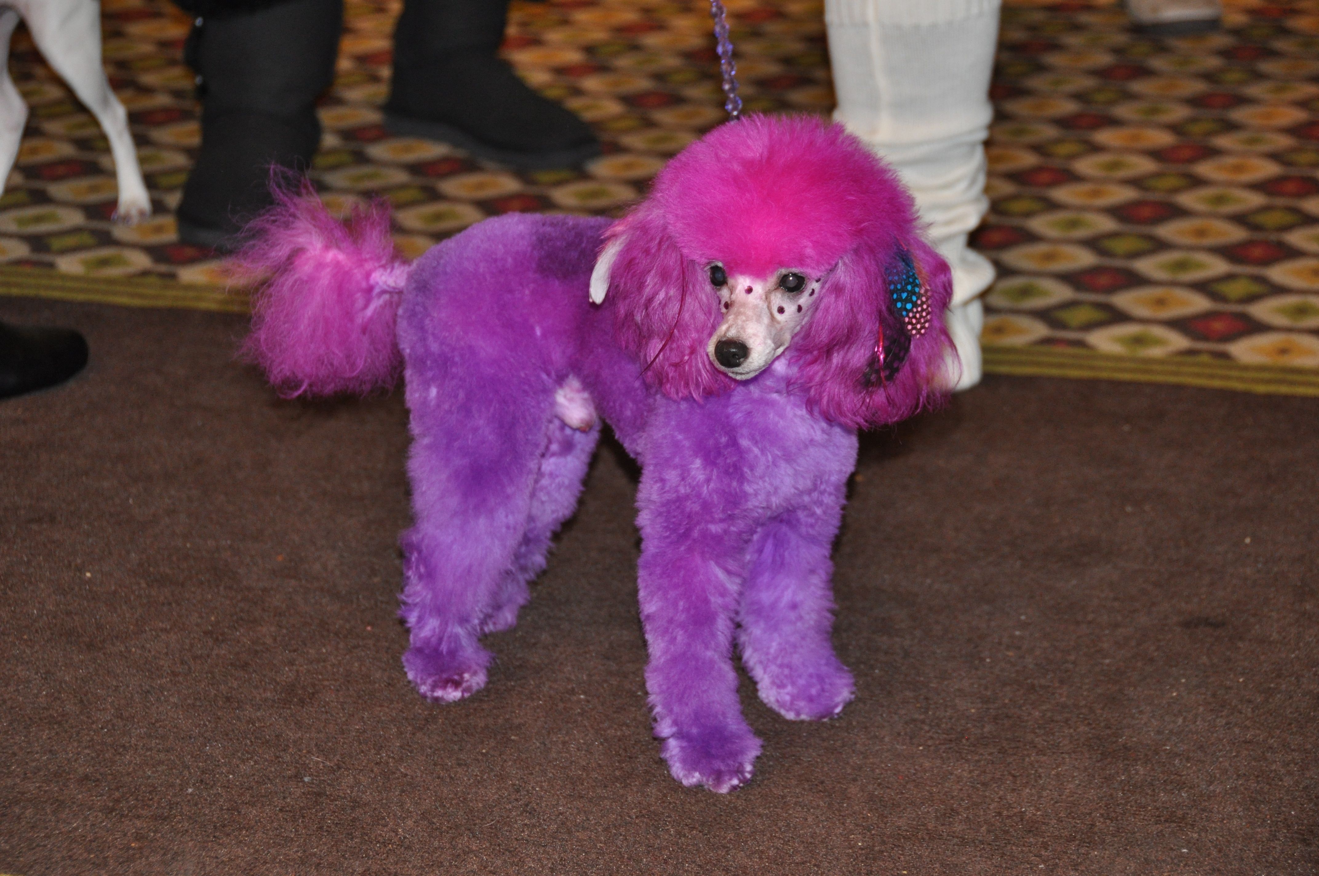 pink chow chow