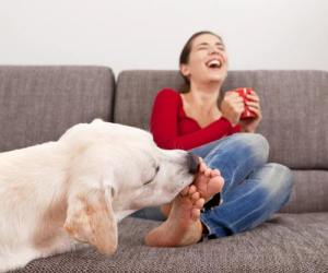 Dog licking woman